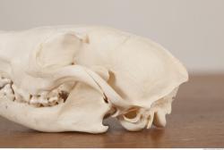 Photo References of Skull